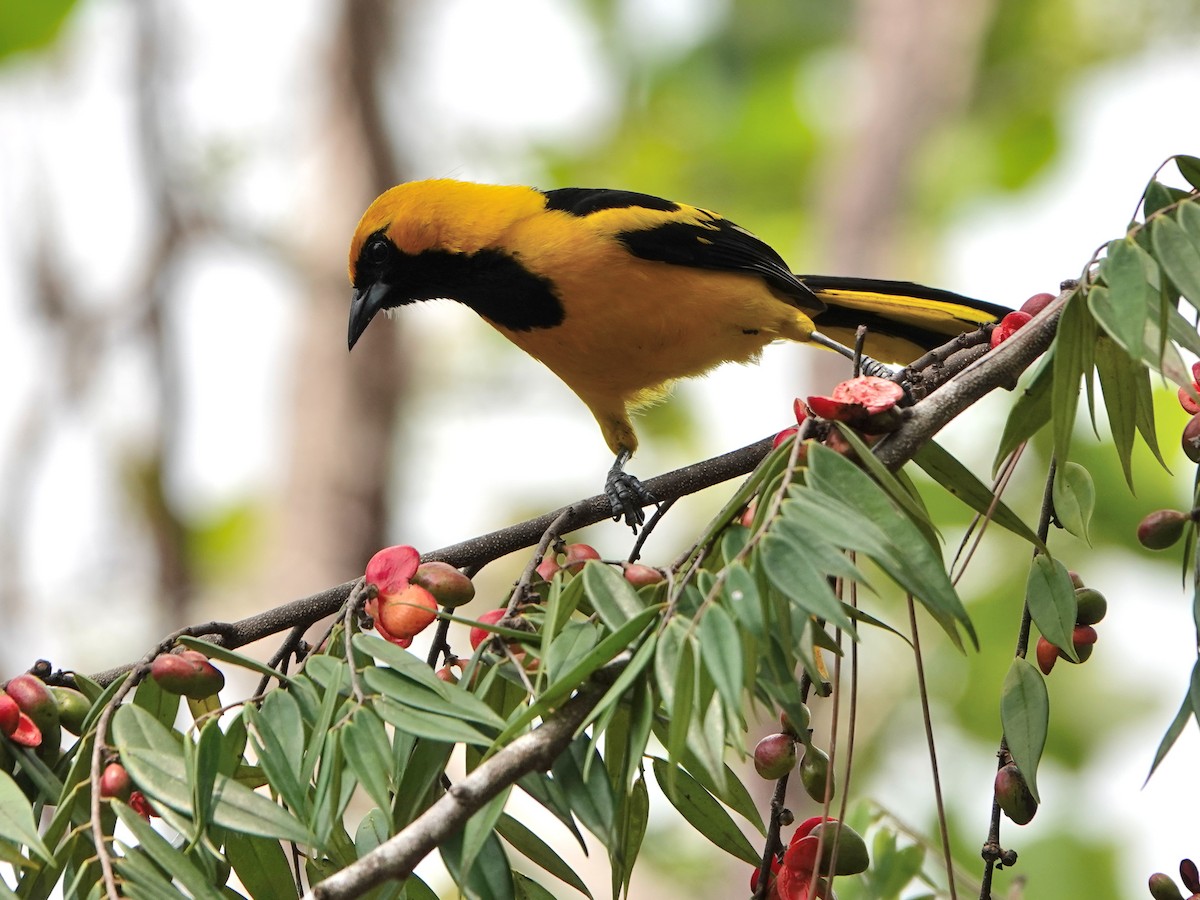 Yellow-tailed Oriole - ML617178280