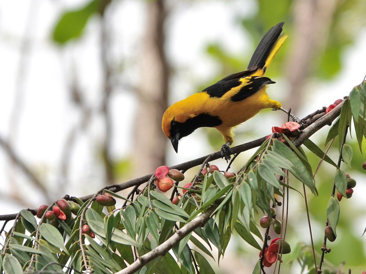 Yellow-tailed Oriole - ML617178281