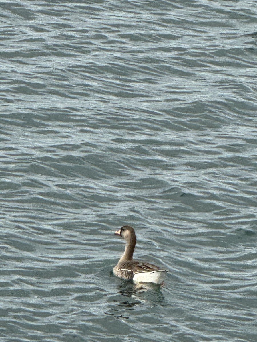 Greater White-fronted Goose - ML617178384