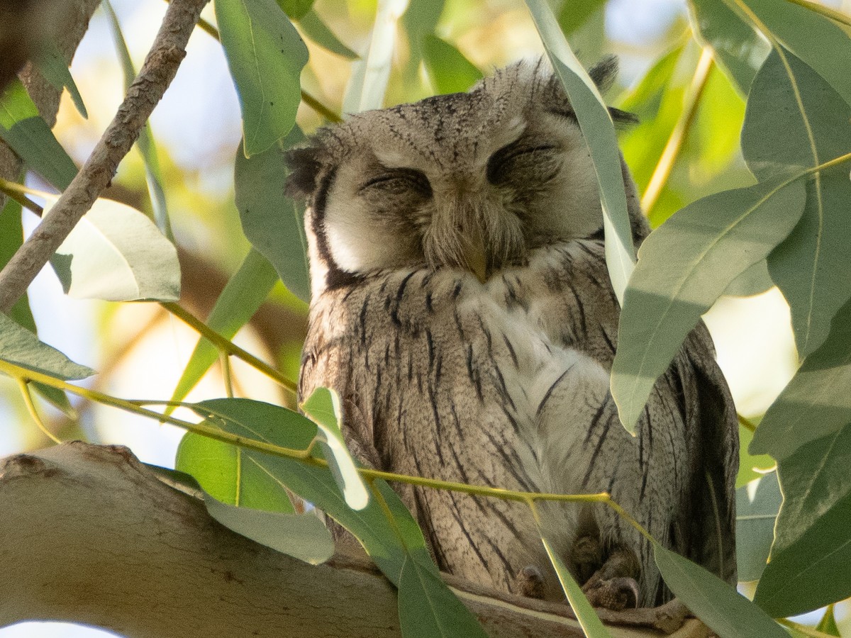 Northern White-faced Owl - ML617178422