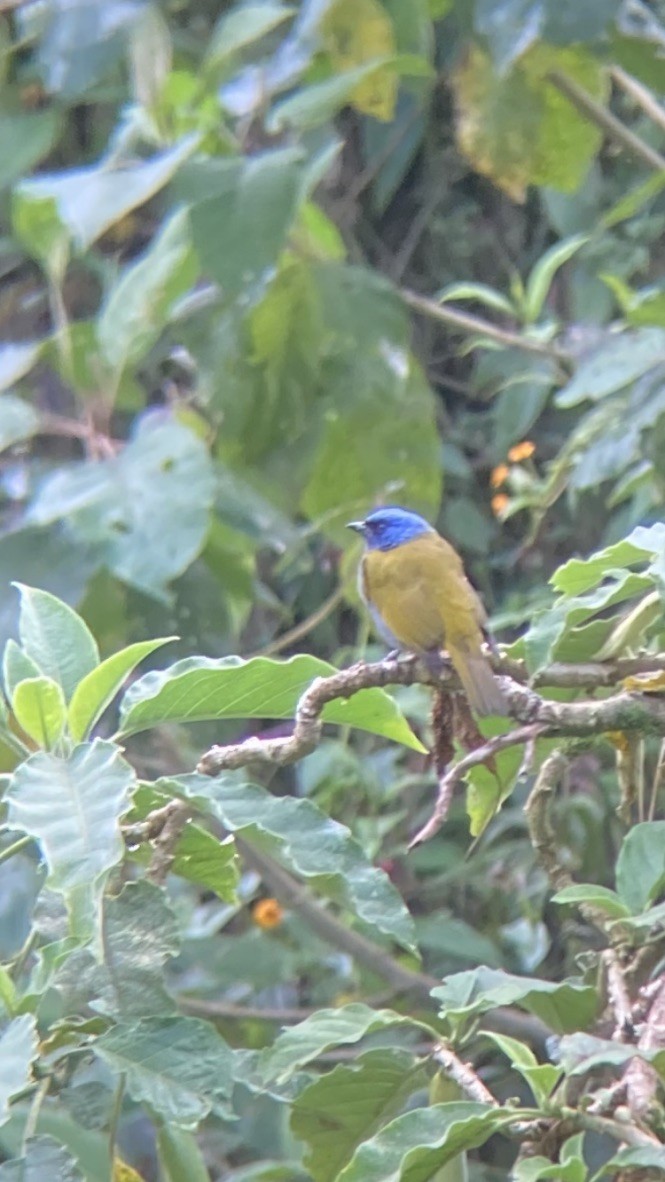 Blue-capped Tanager - ML617178430