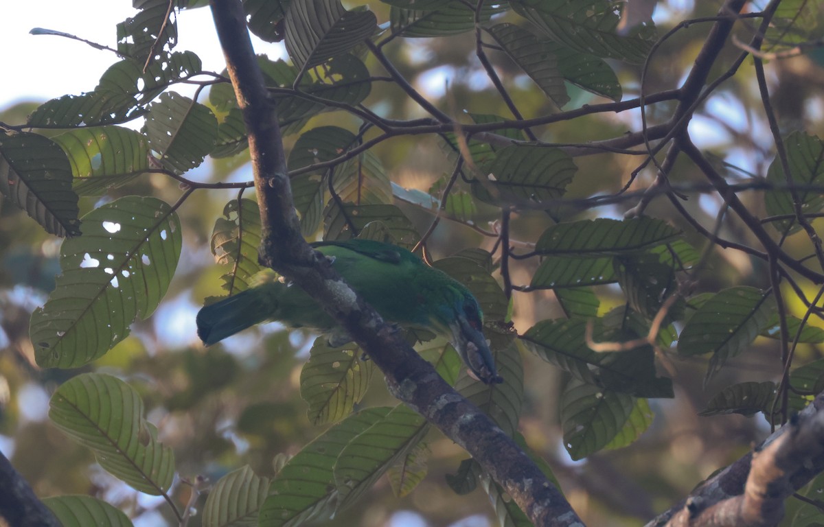 Red-throated Barbet - ML617178469