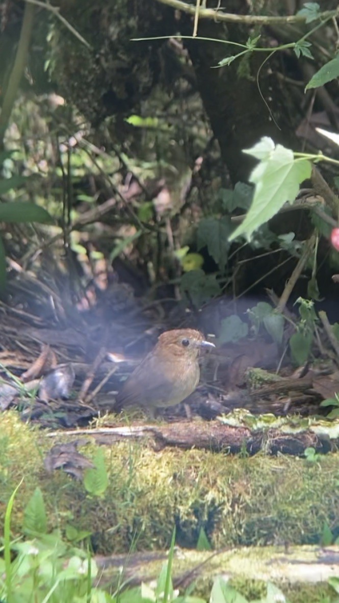 Brown-banded Antpitta - ML617178590