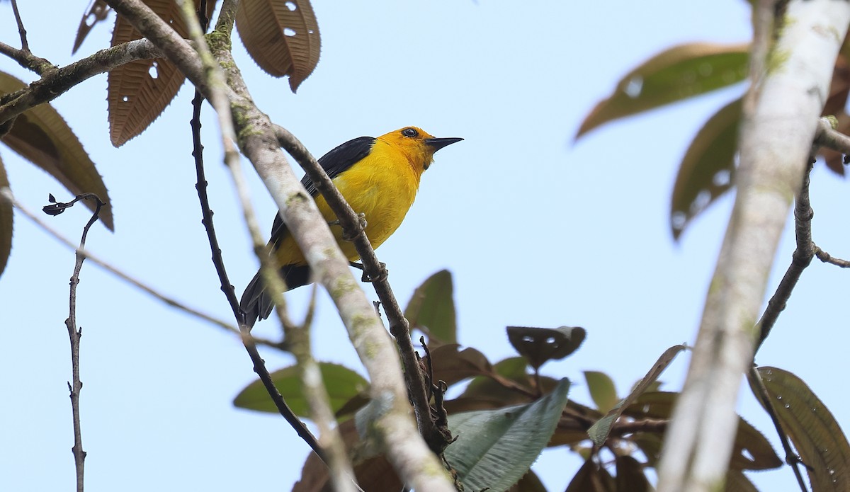 Black-and-yellow Tanager - ML617178598