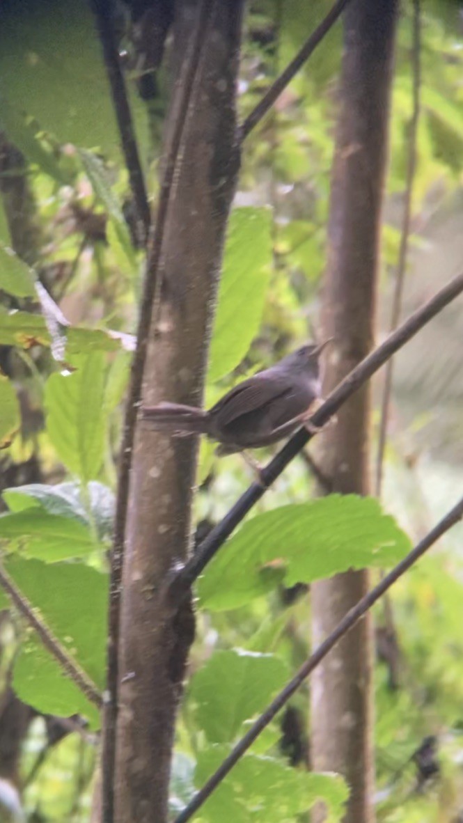 Ash-colored Tapaculo - ML617178623