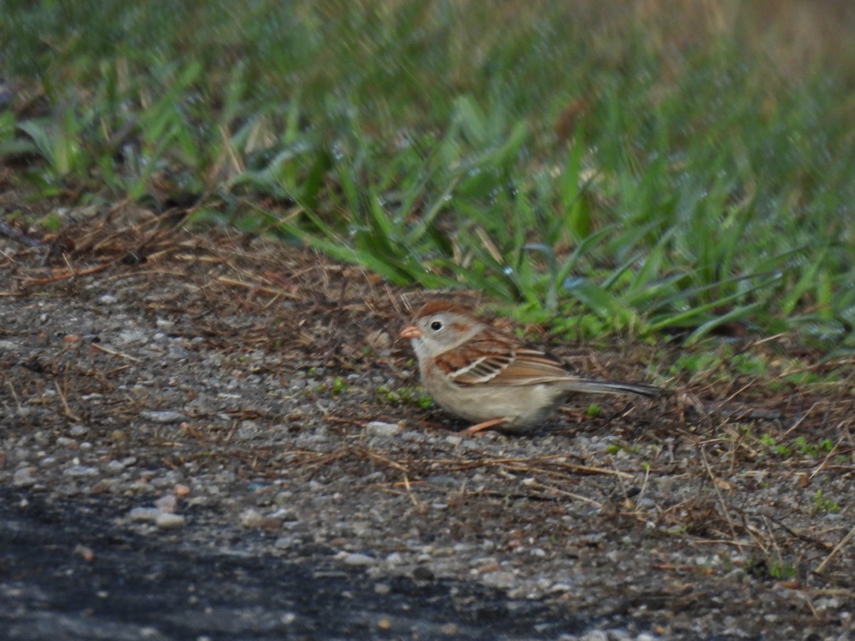Field Sparrow - ML617178834