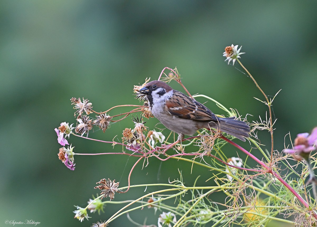 Eurasian Tree Sparrow - ML617178987