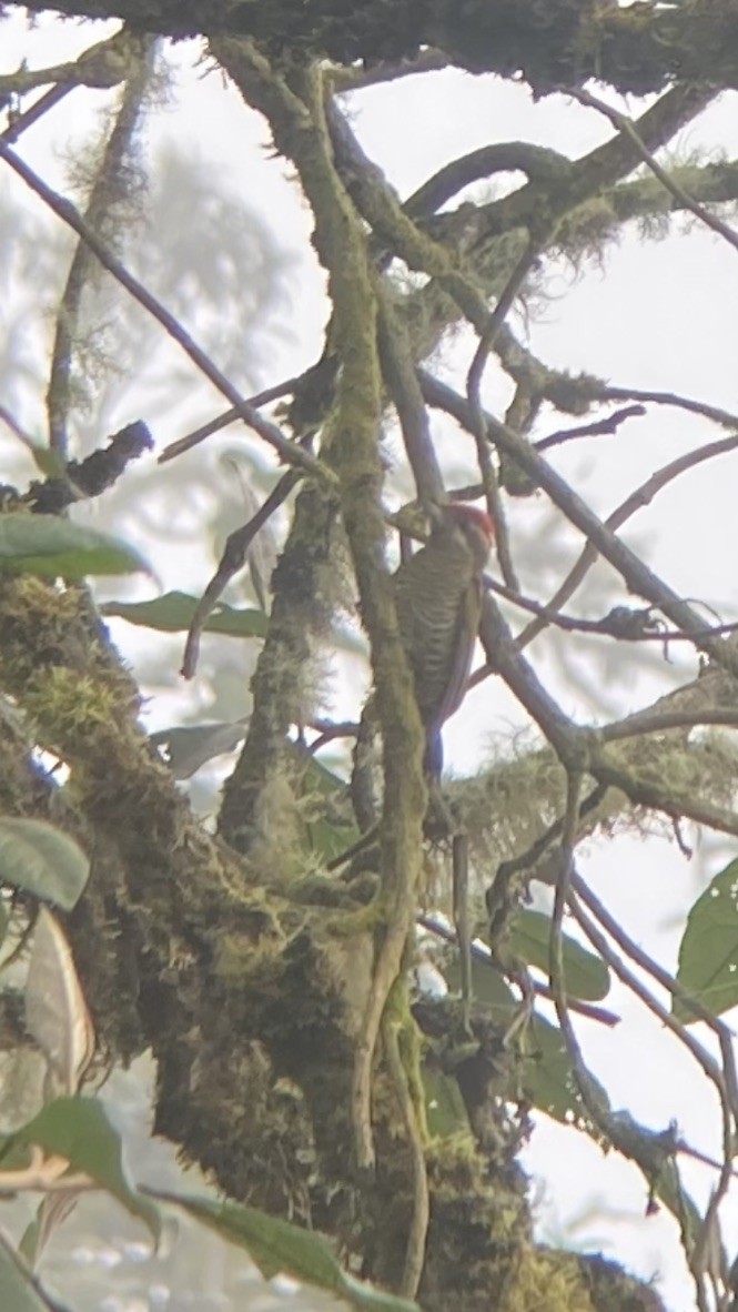 Bar-bellied Woodpecker - ML617178997