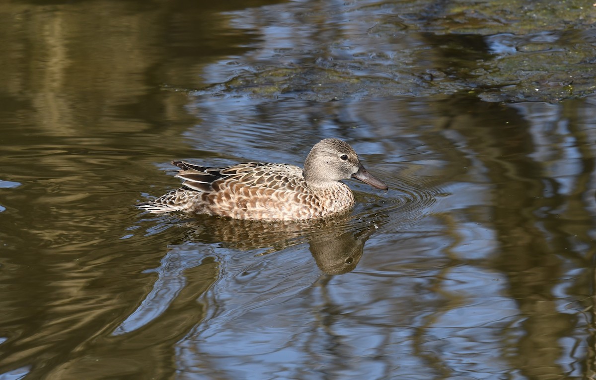 Blue-winged Teal - ML617179035