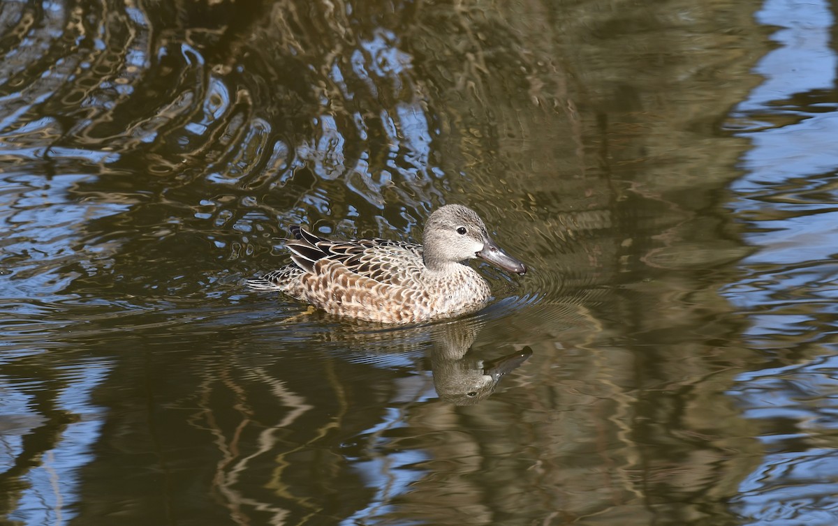Blue-winged Teal - ML617179036