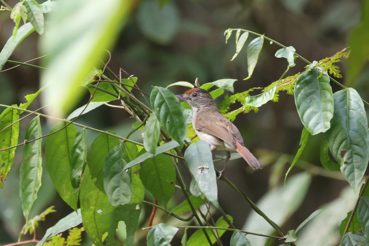Rufous-crowned Babbler - Chi-Hsuan Shao