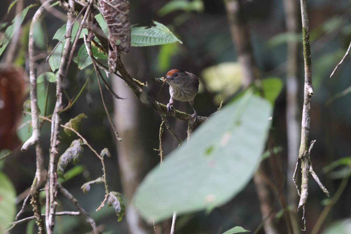 Rufous-crowned Babbler - ML617179088