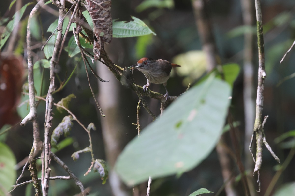 Rufous-crowned Babbler - ML617179092