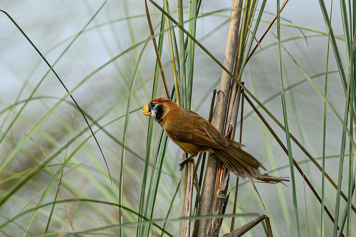 Black-breasted Parrotbill - ML617179108