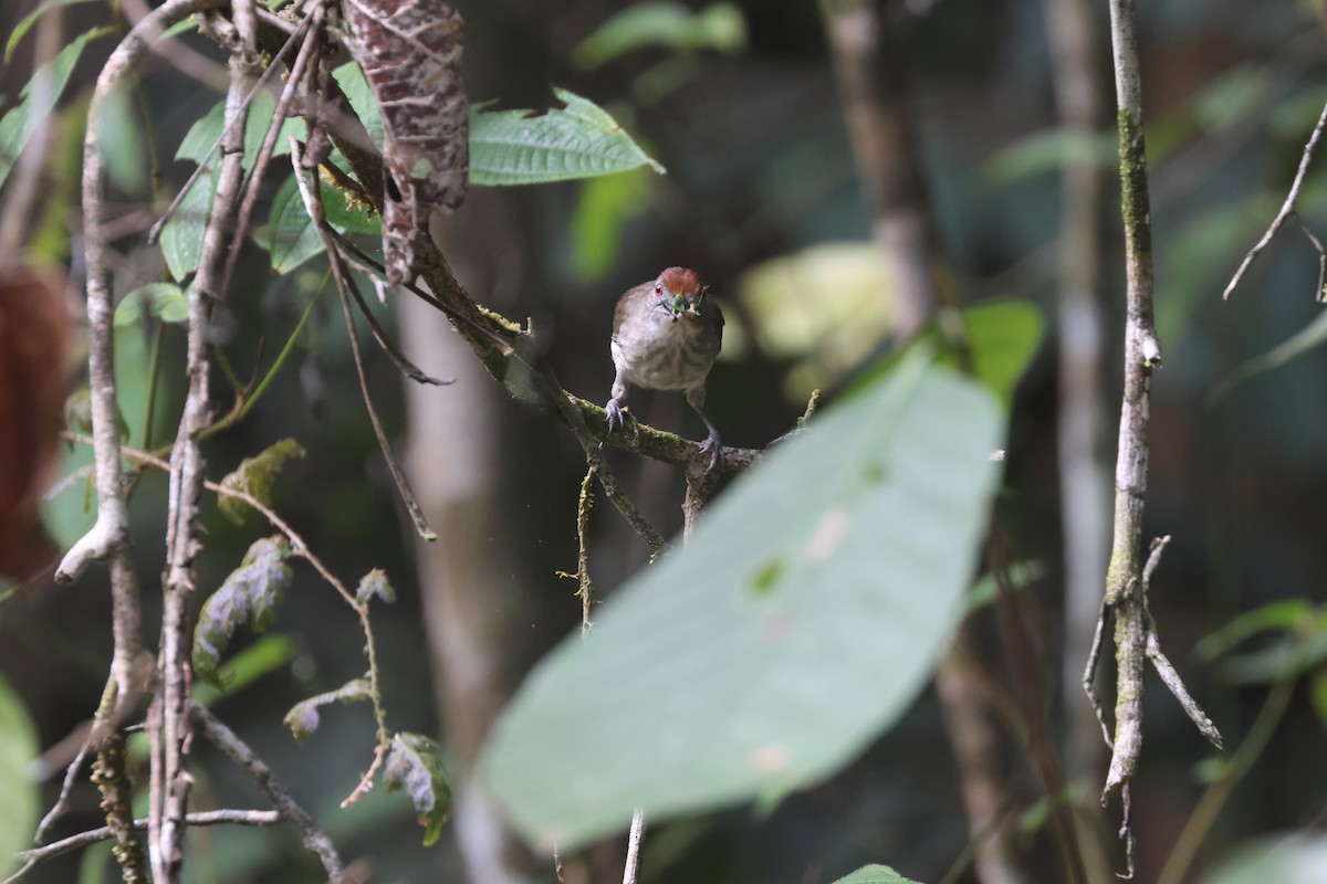 Rufous-crowned Babbler - Chi-Hsuan Shao
