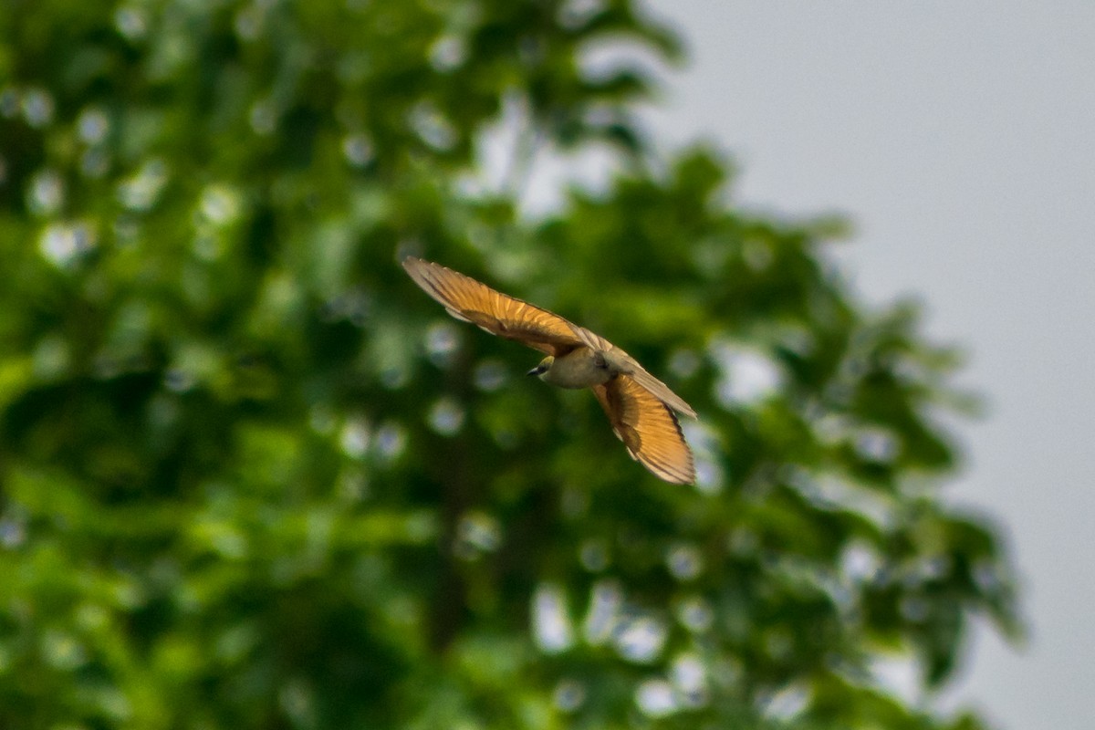 Asian Green Bee-eater - ML61717931