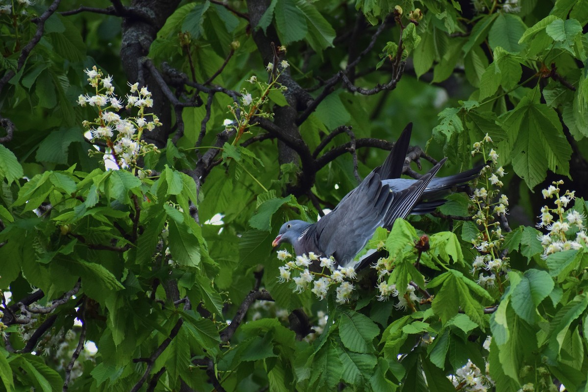 Common Wood-Pigeon - Marie Saint-Michel