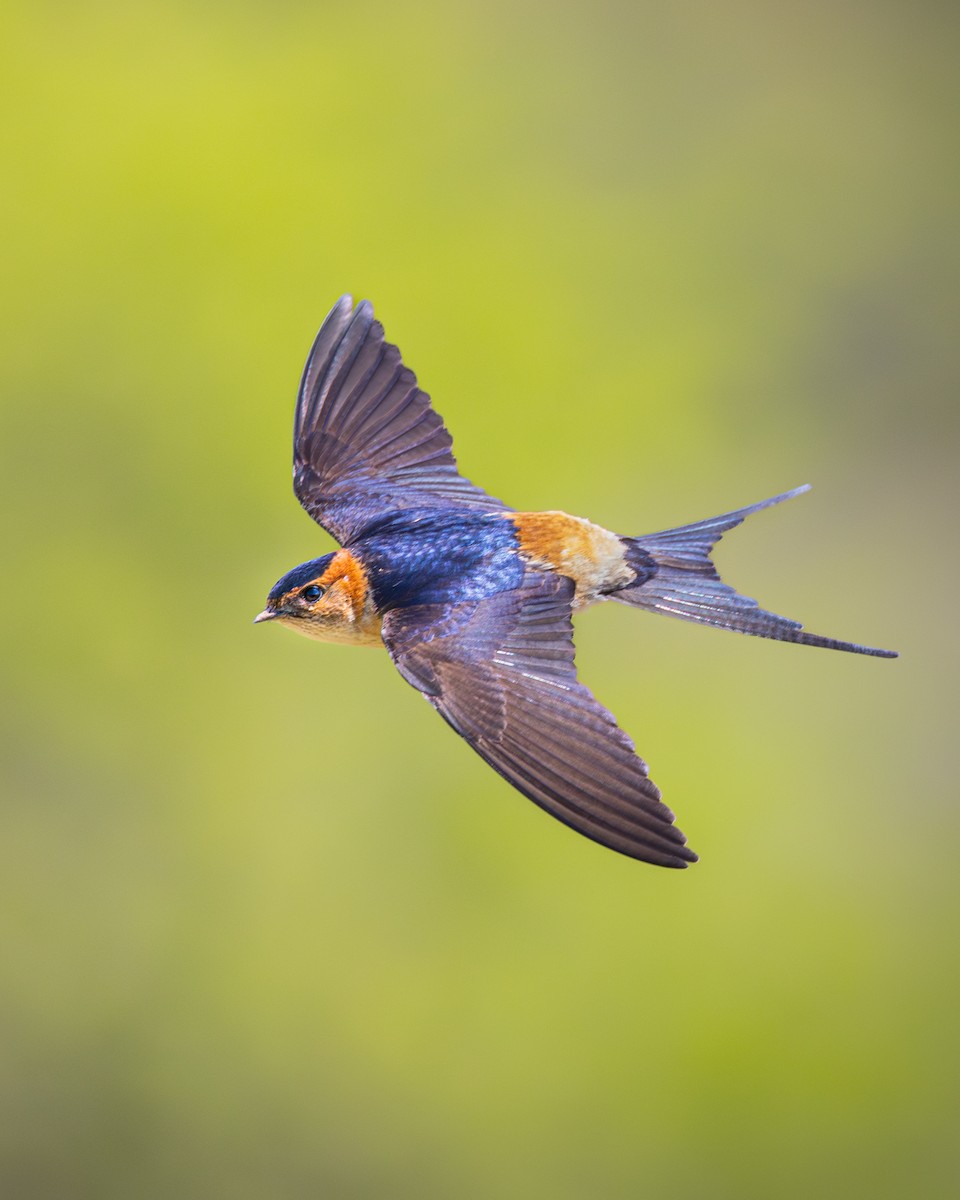 Red-rumped Swallow - ML617179377