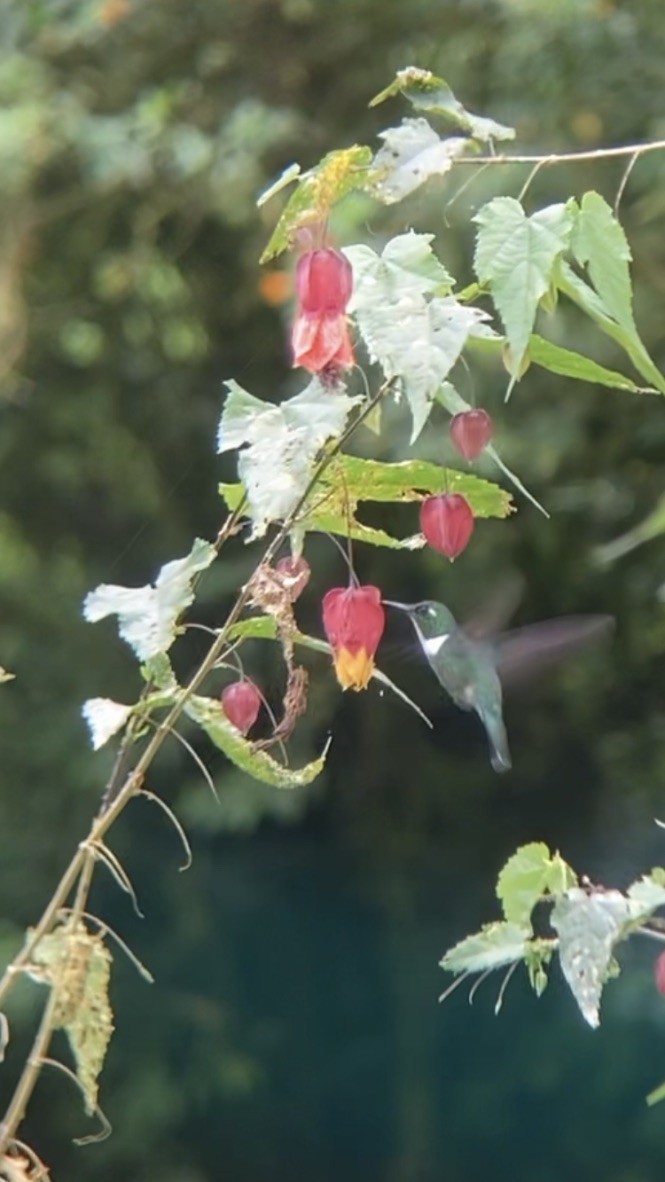 kolibřík bělohrdlý - ML617179428