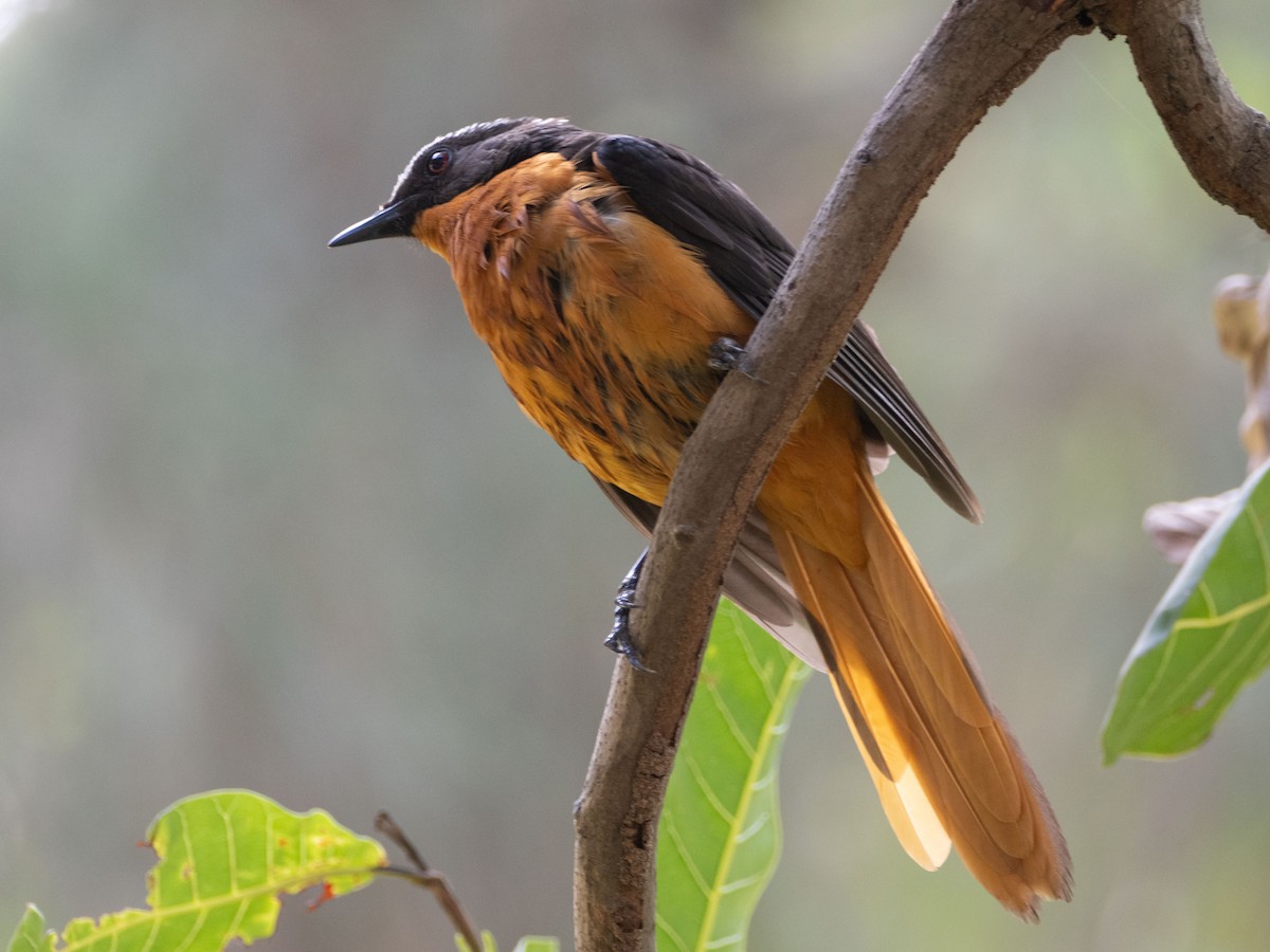 White-crowned Robin-Chat - ML617179566