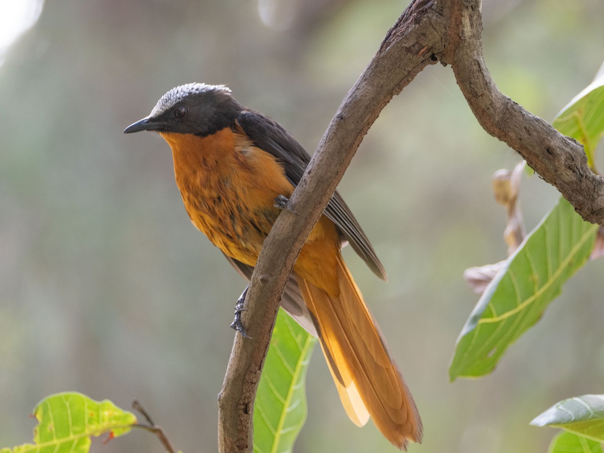 White-crowned Robin-Chat - ML617179567