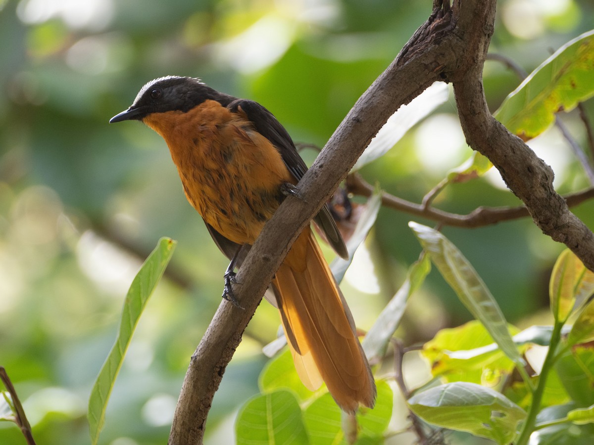 White-crowned Robin-Chat - ML617179568