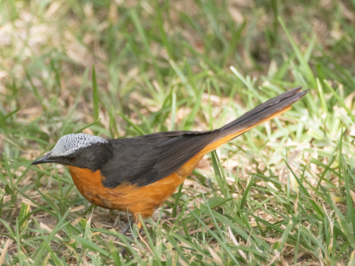 White-crowned Robin-Chat - ML617179569