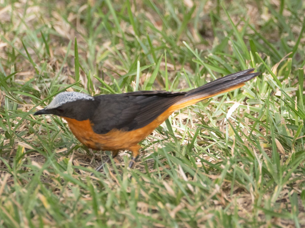 White-crowned Robin-Chat - ML617179570