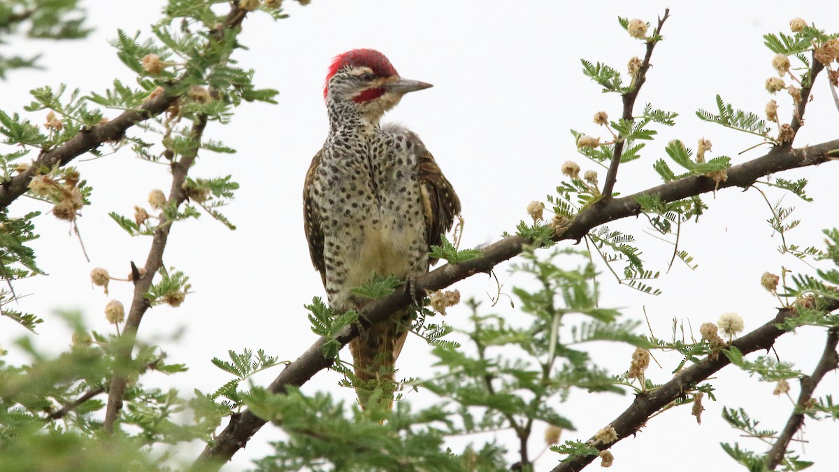 Nubian Woodpecker - Rick Folkening