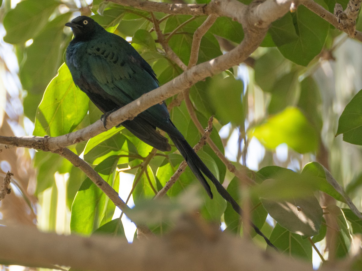 Long-tailed Glossy Starling - ML617179601