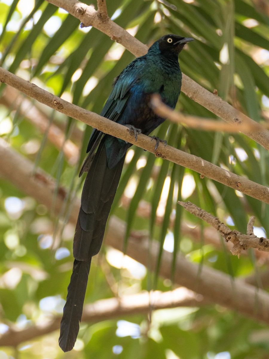 Long-tailed Glossy Starling - ML617179602