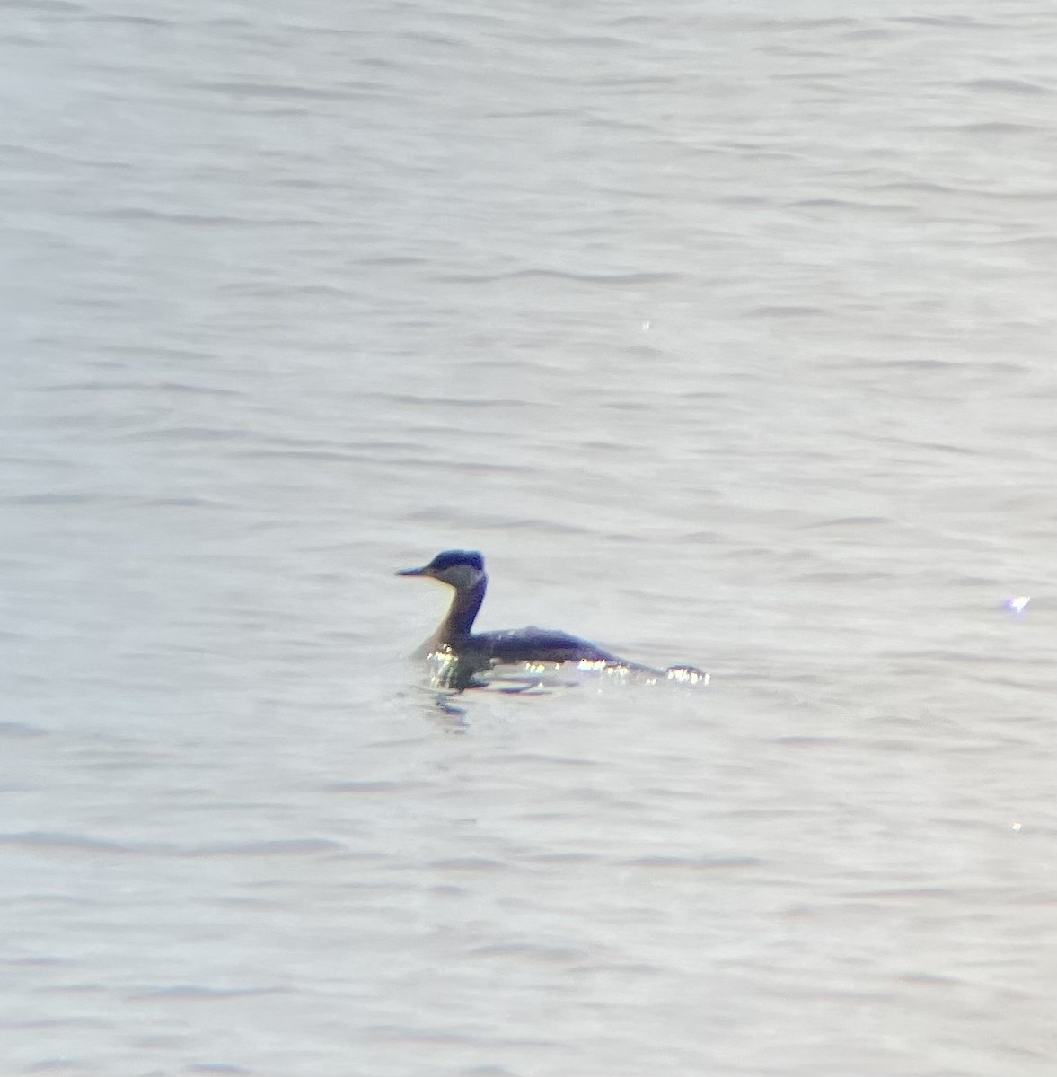 Red-necked Grebe - ML617179603