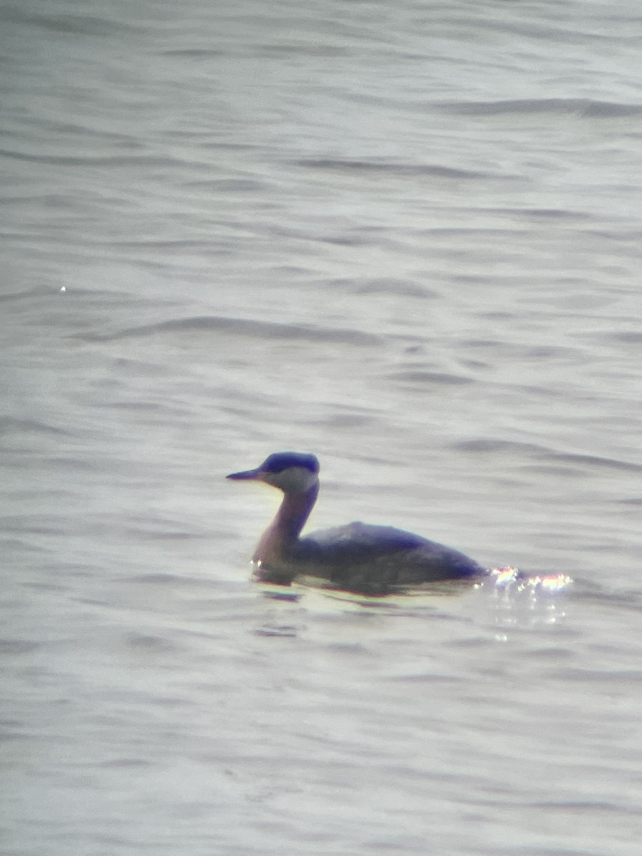 Red-necked Grebe - ML617179605