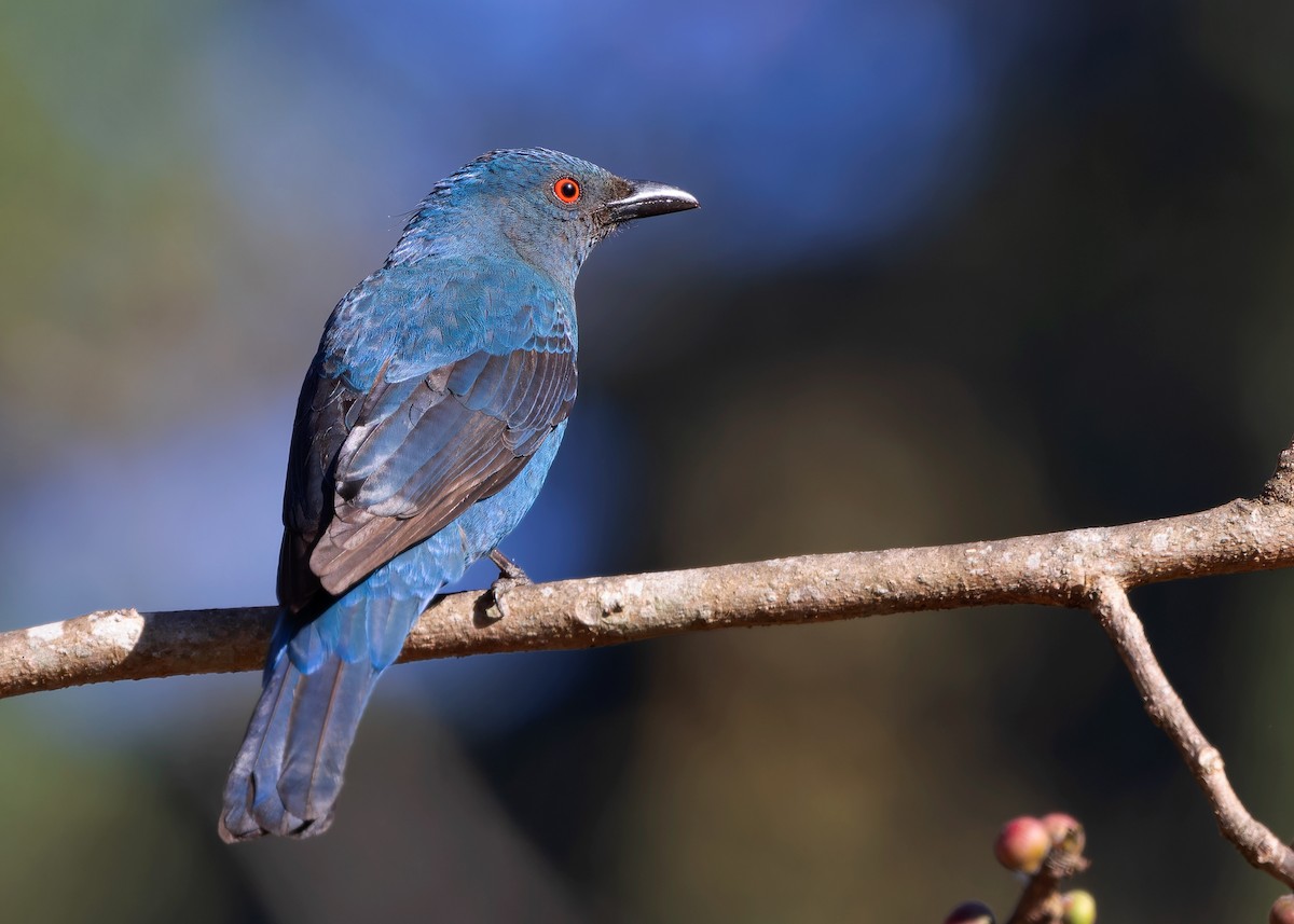 Asian Fairy-bluebird - Ayuwat Jearwattanakanok