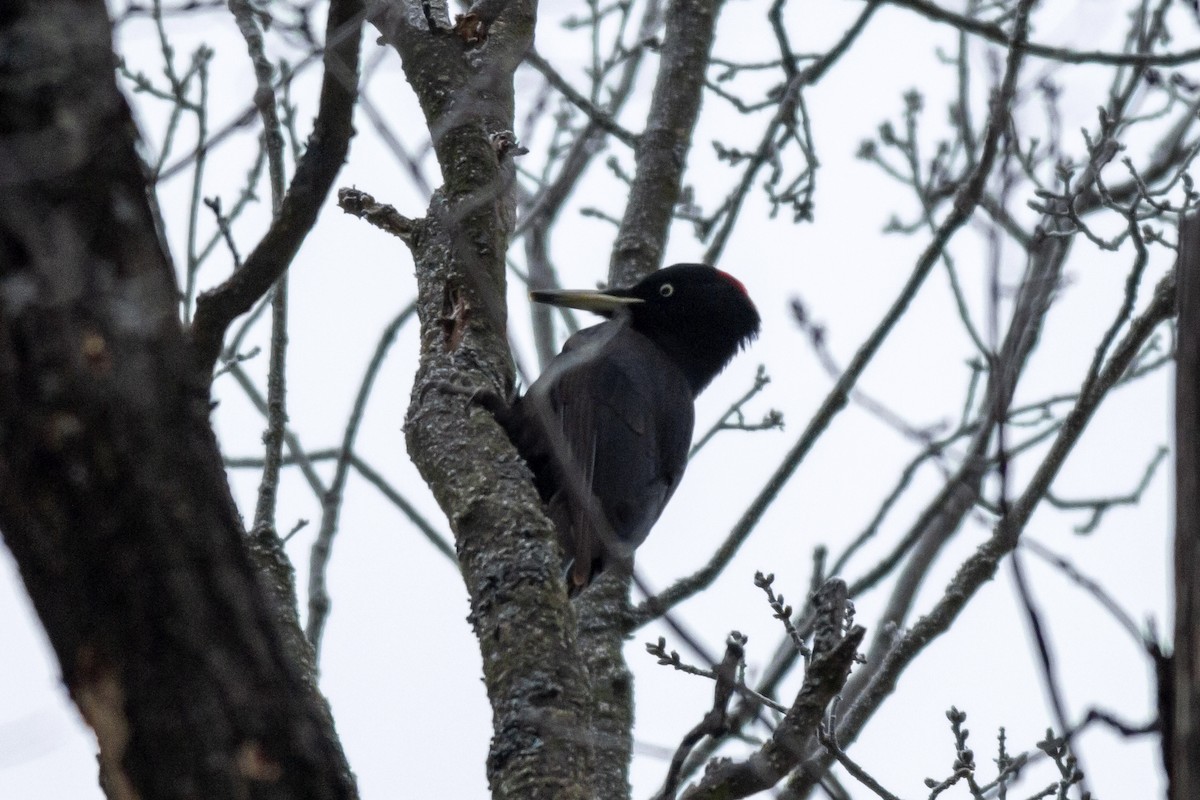 Black Woodpecker - African Googre