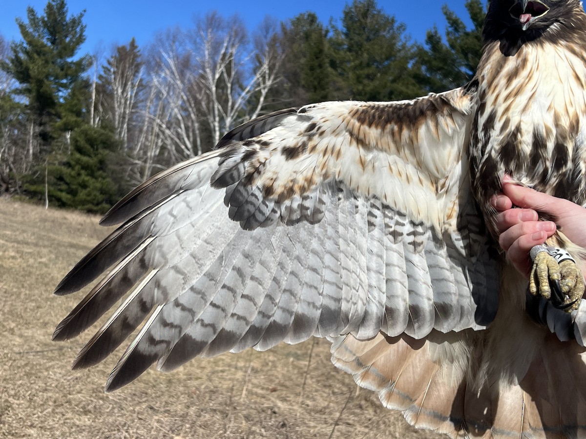 Red-tailed Hawk (abieticola) - ML617179817