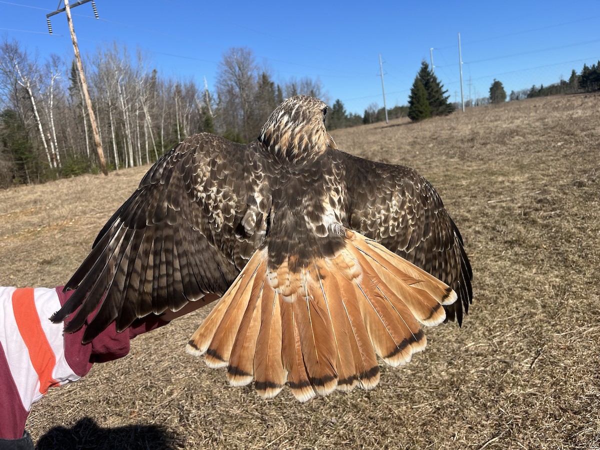Red-tailed Hawk (abieticola) - ML617179818