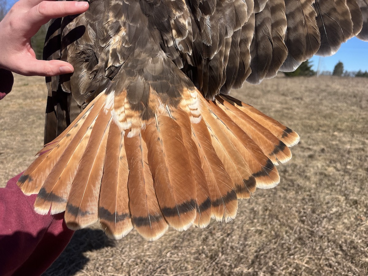 Red-tailed Hawk (abieticola) - ML617179819