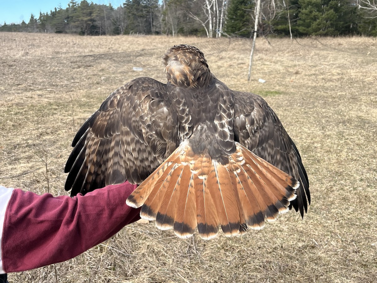 Red-tailed Hawk (abieticola) - ML617179823