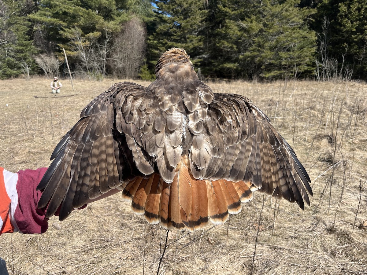 Red-tailed Hawk (abieticola) - ML617179829