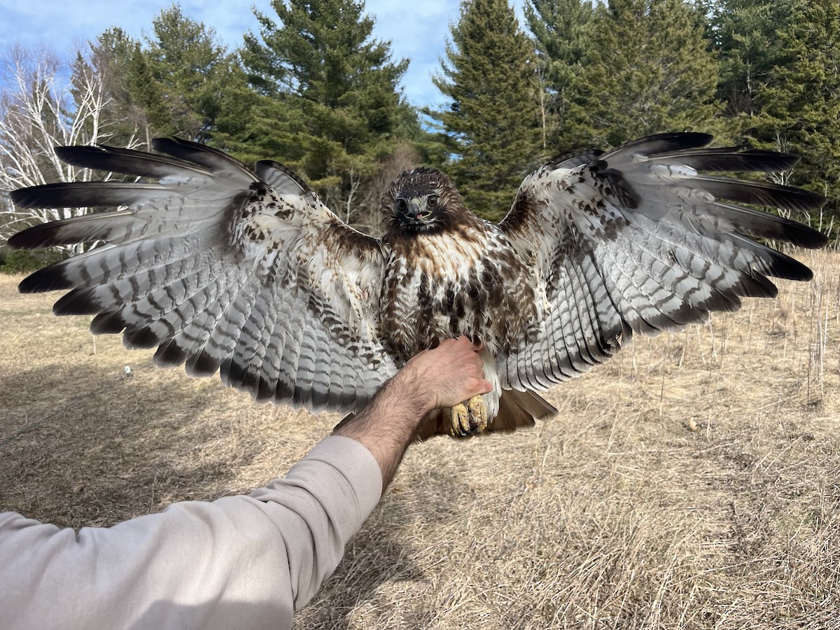 Red-tailed Hawk (abieticola) - ML617179830
