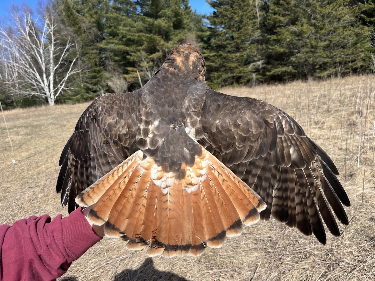 Red-tailed Hawk (abieticola) - ML617179831