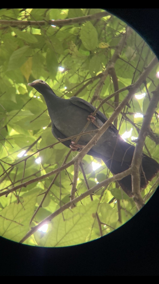 White-crowned Pigeon - ML617179871