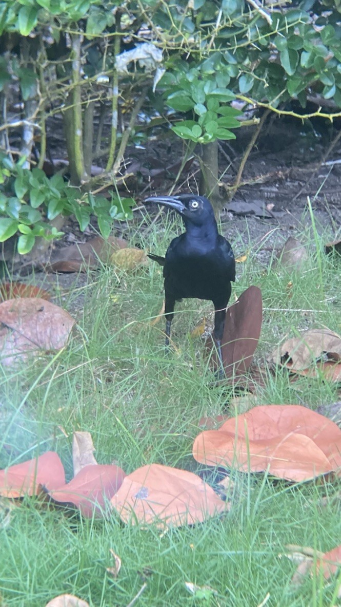 Great-tailed Grackle - ML617179922