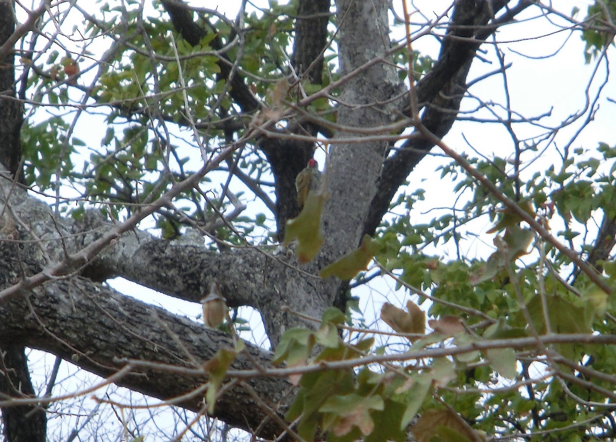 Golden-tailed Woodpecker - ML617179956