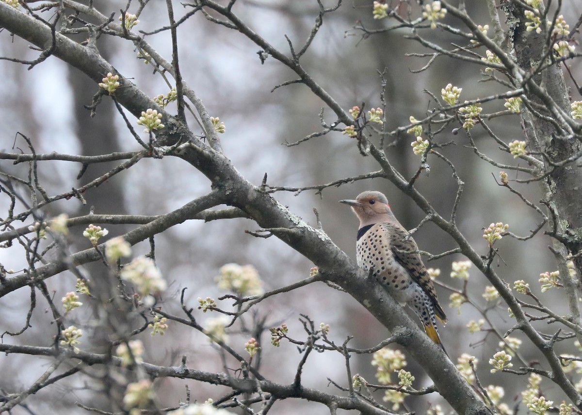 Northern Flicker (Yellow-shafted) - ML617179974