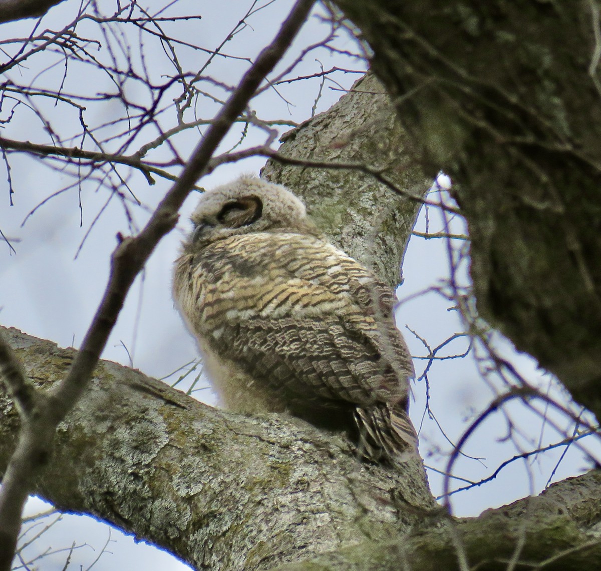 Great Horned Owl - ML617179981