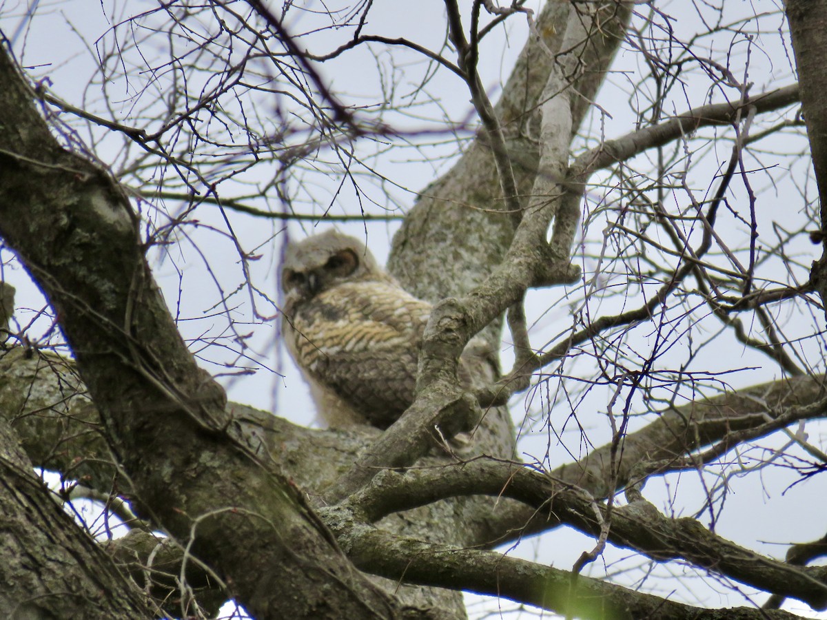 Great Horned Owl - ML617179982