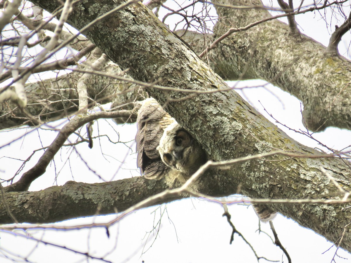 Great Horned Owl - ML617179983