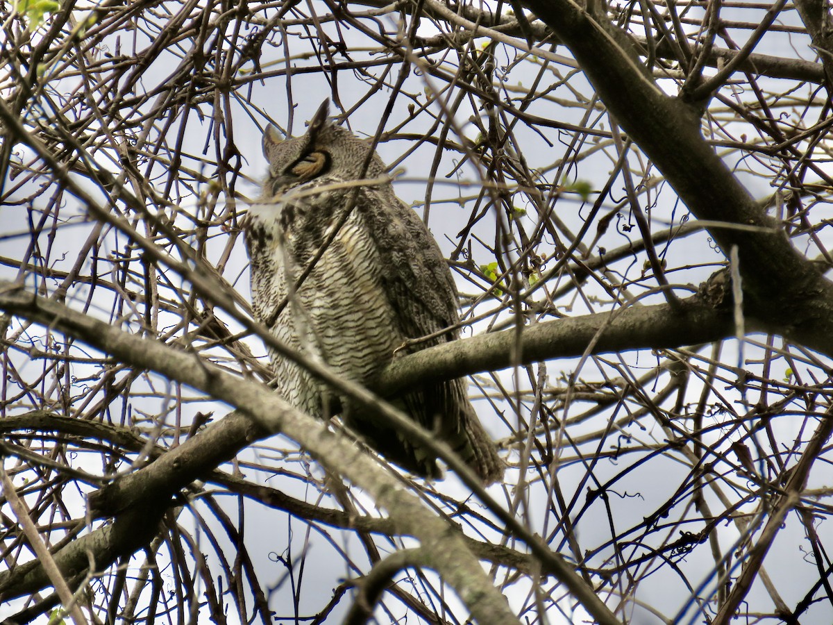 Great Horned Owl - ML617179985